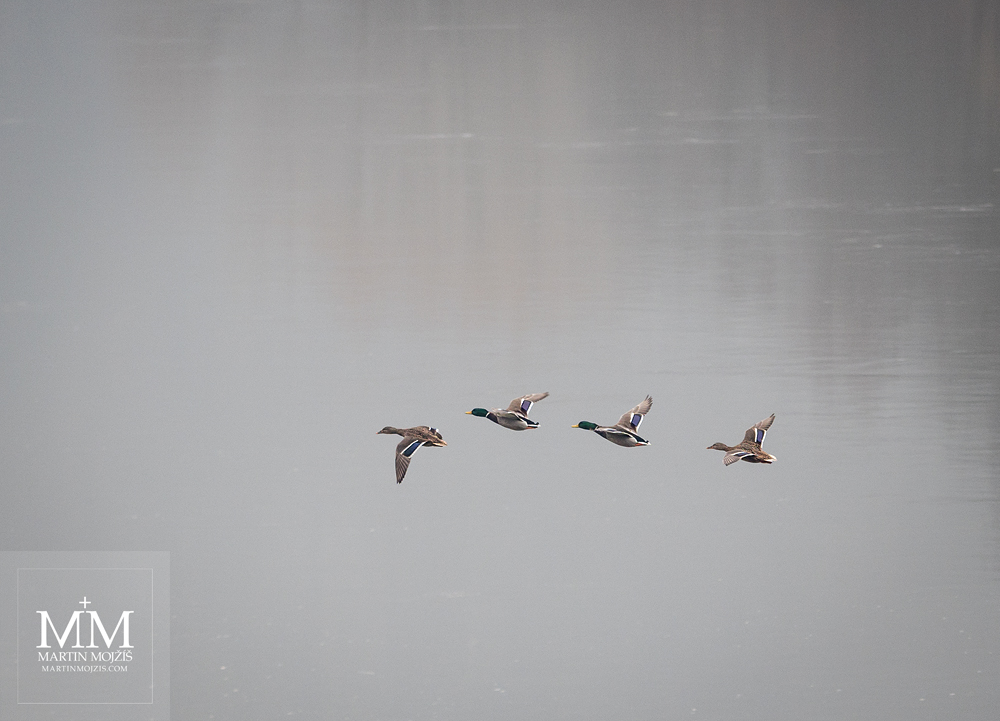 Kachny divoké (Anas platyrhynchos) v letu nad řekou. Fotografie vytvořená objektivem Olympus M. Zuiko digital ED 40 – 150 mm 1:2.8 PRO.